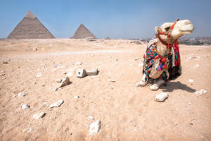 'Chillin', Egypt, Cairo, Pyramids of Giza