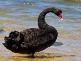 Black swans 2013